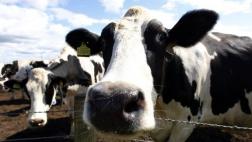 Turquía expulsa "vacas holandesas" en plena crisis diplomática