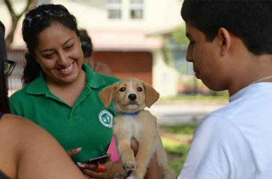 Se salvó de huaico y fue adoptada en Surco
