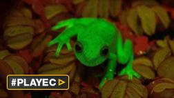 Descubren la primera rana fluorescente conocida en la Tierra