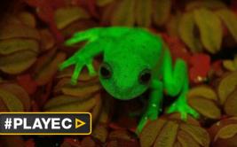 Descubren la primera rana fluorescente conocida en la Tierra
