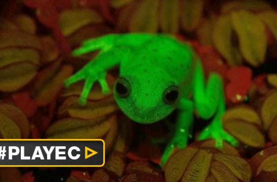 Descubren la primera rana fluorescente conocida en la Tierra