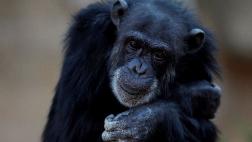 Buscan que chimpancés sean reconocidos como personas jurídicas