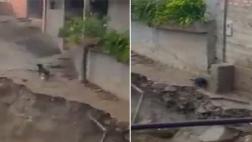 El dramático video de un perro que fue arrastrado por huaico