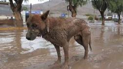 Construirán albergues para animales rescatados de huaicos
