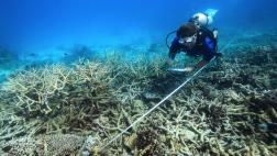 El terrible año de la Gran Barrera de Coral