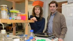Huntington altera neuronas desde que inician su desarrollo