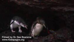 Pingüinos que dejaron el nido ruegan por comida a sus padres