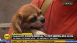 Sedapal: obreros rescatan a mascota arrastrada por huaico