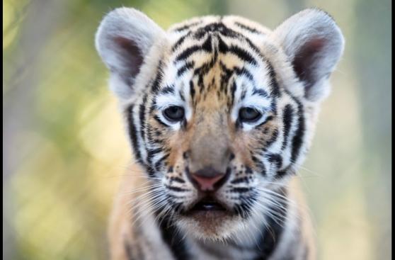 Vietnam, donde cocinan a los tigres para hacer "medicinas"