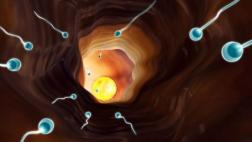 El secreto de los espermatozoides para llegar hasta el óvulo