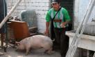 Punta Hermosa: devuelven animales a Evangelina Chamorro