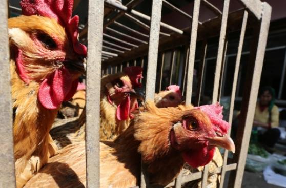Japón sacrifica a otras 300.000 aves por la gripe aviar