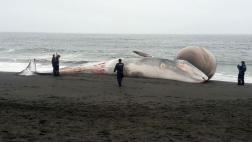 Chile: Ballena varada causó asombro por extraña protuberancia