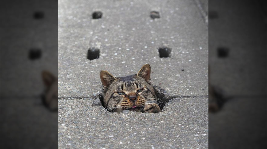 Fotógrafo captó a los gatos más divertidos de las alcantarillas