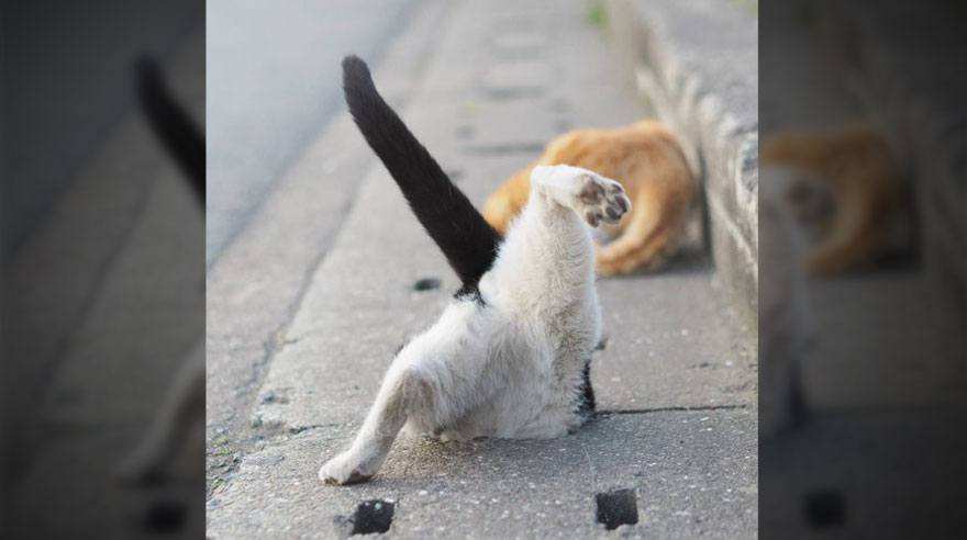 Fotógrafo captó a los gatos más divertidos de las alcantarillas
