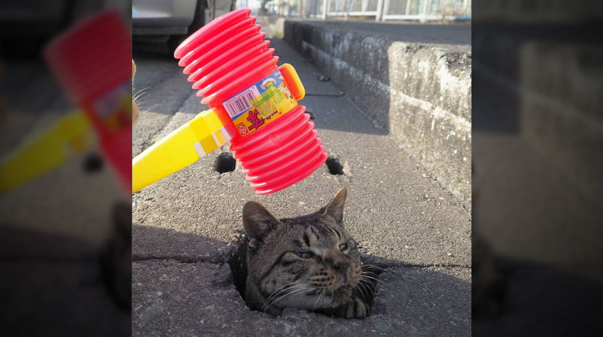 Fotógrafo captó a los gatos más divertidos de las alcantarillas