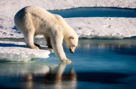 Investigadores diseñan una membrana inspirada en el oso polar