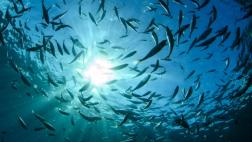 Las nuevas tecnologías amenazan el futuro de la pesca mundial