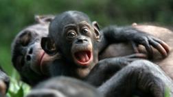 Tamaño del cerebro de primates viene determinado por la dieta