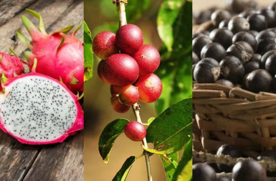 Frutas exóticas, potencial de comercio para la selva peruana
