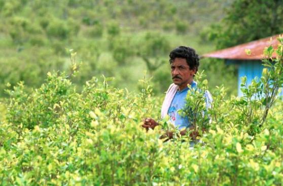 Los cultivos de coca ganan terreno como nunca antes en Colombia