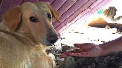 ¿Cómo ayudar a un animal damnificado sin perjudicarlo?
