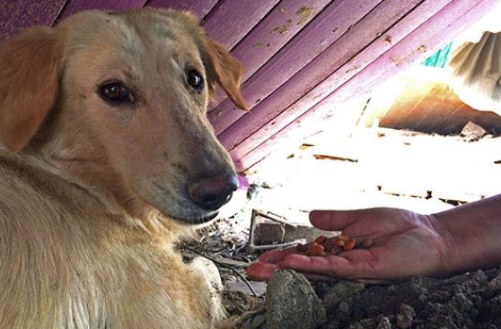 ¿Cómo ayudar a un animal damnificado sin perjudicarlo?