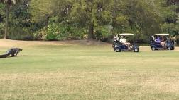 Un cocodrilo interrumpió torneo de golf en Estados Unidos