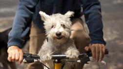 ¿Por qué hay tantas razas de perros en el planeta?