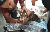 Campaña dará en adopción animales víctimas de huaicos