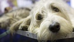 Cinco enfermedades que las mascotas comparten con los humanos