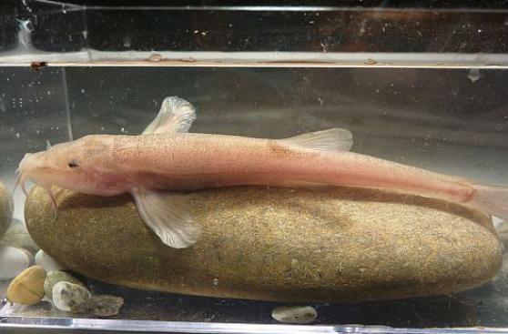 Buzo halla por primera vez peces cavernícolas en Europa