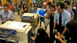 Venezolanos se reúnen con 3 de sus 5 perros en Lima