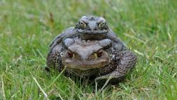 El cambio climático está generando animales híbridos