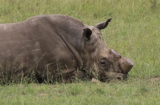 El comercio de cuerno de rinoceronte retorna a Sudáfrica