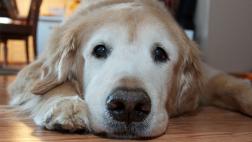 ¿Qué medicina para humanos no debe tomar tu mascota?