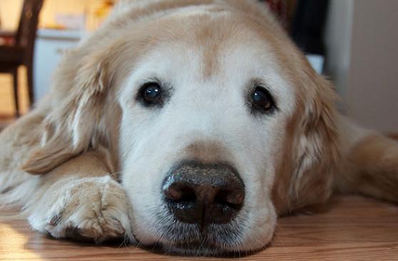¿Qué medicina para humanos no debe tomar tu mascota?