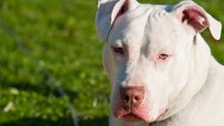 ¿Cómo saber si mi perro es albino?