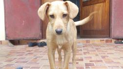¿Mascota nueva en casa? Consejos prácticos