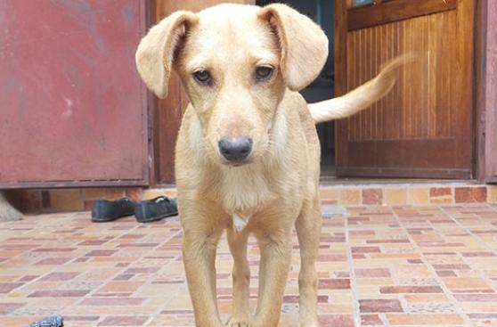 ¿Mascota nueva en casa? Consejos prácticos