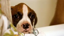 Cómo darle un baño seguro a tu perro
