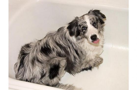 Cómo darle un baño seguro a tu perro