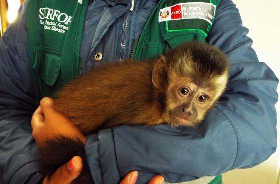 Cusco: rescatan a mono machín en aeropuerto Velasco Astete