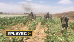 Afganistán: destruyen campo de opio en intervención antidrogas