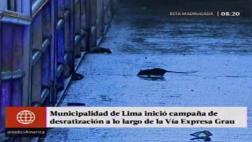 Cercado: ratas se habían apoderado de la Vía Expresa Grau