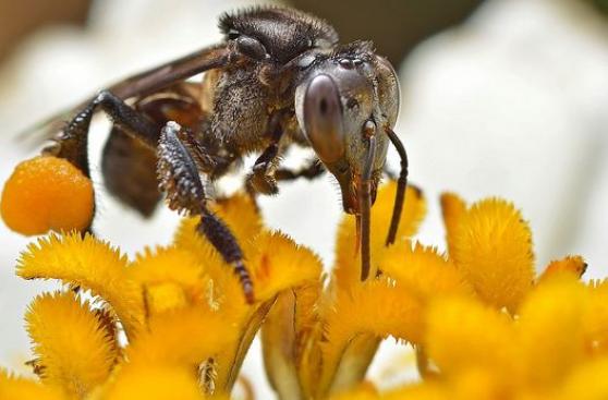 Las abejas europeas están perjudicando a sus pares asiáticas