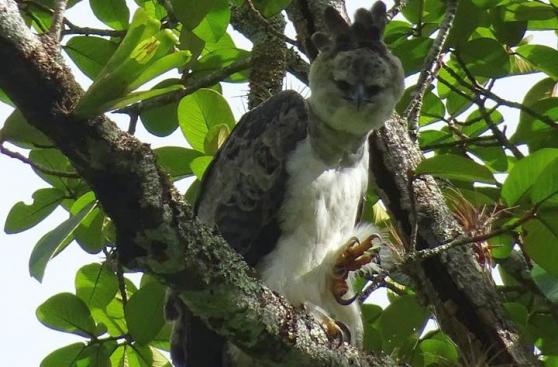 San Martín: encuentran águila harpía en cordillera