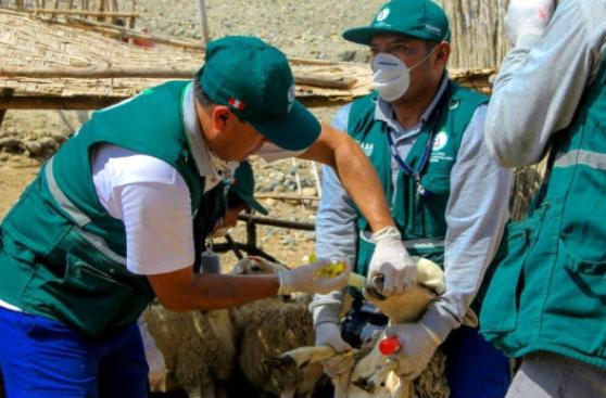 Huarmey: atienden a 250 animales frente a la alerta sanitaria
