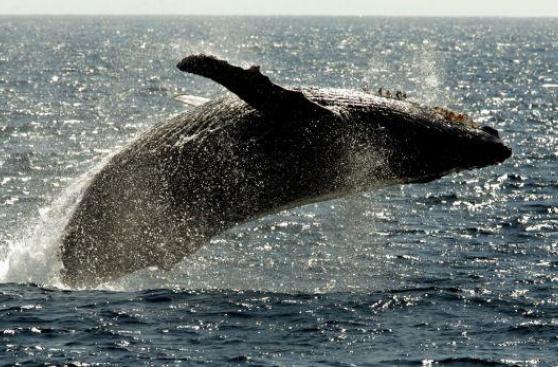 Descubren rutina de reproducción de ballenas en el Pacífico