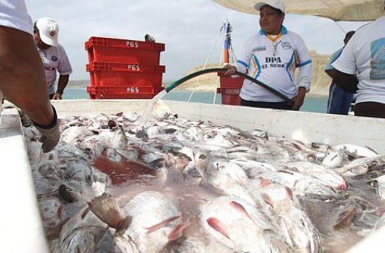 Exportaciones pesqueras crecieron más de 90% en primer bimestre